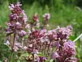 Thymus serpyllum