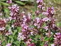 Thymus serpyllum (Tribù Mentheae/Sottotribù Menthinae)