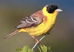 Emberiza melanocephala (Emberizidae)