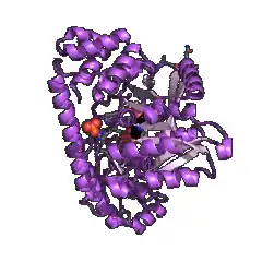 Modello tridimensionale dell'enzima