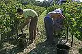 Vendemmia a Beaumes-de-Venise in Vaucluse, Francia