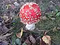 Un'Amanita muscaria - Olgiate Comasco (CO)