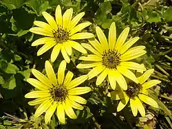 Arctotheca calendula (sottotribù Arctotidinae)