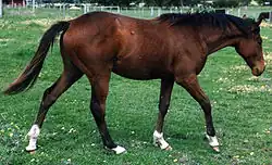 Australian Stock Horse di 3 anni