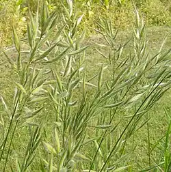 Bromus lanceolatus