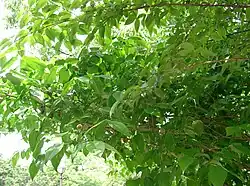 Aspetto primaverile ed estivo