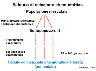 Schema di selezione chemiotattica
