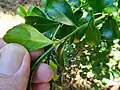 Limetta del Monte White (Citrus garrawayi)
