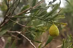 Limetta del deserto o limetta della boscaglia (Citrus glauca)