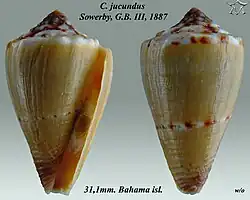 Conus jucundus