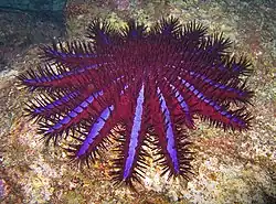 Acanthaster planci, una Acanthasteridae