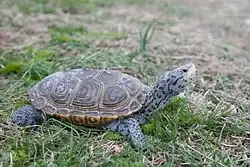 Malaclemys terrapin