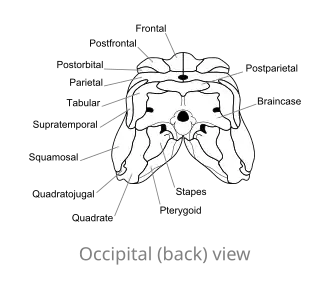 Ossa del cranio di Dimetrodon, in vista occipitale