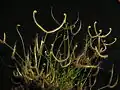 Drosera binata Darwiniana