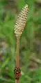 Equisetum arvense