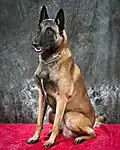 Pastore belga Malinois: 195 psi (13,9&nbsp;kg/cm2)