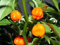 Habanero (C. chinense Jacquin)- pianta con fiori e frutti