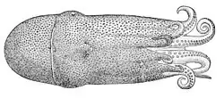 Haliphron atlanticus