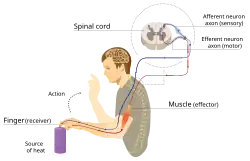 Diagramma esplicativo dell'arco riflesso; il viaggio prende l'energia e l'impulso nervoso di uno stimolo da due o più neuroni.