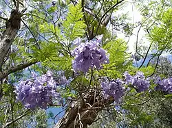 Jacaranda mimosifolia