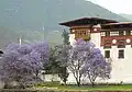 Alberi di Jacaranda, Bhutan (Regione himalayana)