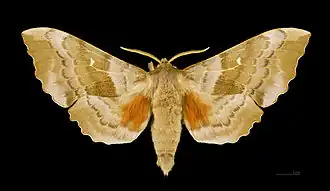 Laothoe populi (Sfinge del pioppo) (Smerinthinae)