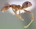 Linepithema humile
