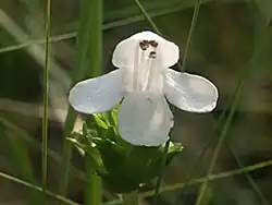 Macbridea alba (Tribù Synandreae)
