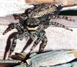 Marpissa muscosa