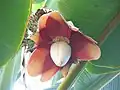 Musa balbisiana