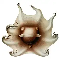Opisthoteuthis extensa visto dall'alto.