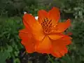 Cosmos sulphureus