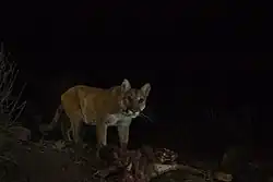 Un puma si appresta a divorare la carcassa del cervo mulo che ha ucciso.