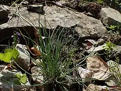 Piptatherum coerulescens