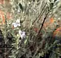 Pityrodia loricata