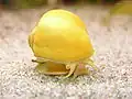 Pomacea bridgesii