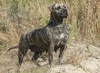 Presa canario: 540 psi (38,6&nbsp;kg/cm2)
