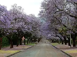 Viale della Jacaranda, nel quartiere delle Ambasciate