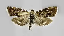 Prochoreutis myllerana (Choreutoidea, Choreutidae)