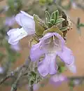 Prostanthera ammophila (Tribù Westringieae)