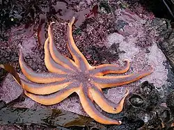 Solaster stimpsoni, una Solasteridae