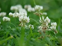 Trifolium repens