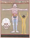 Un thangka anatomico , parte di The Blue Beryl di Desi Sangye Gyatso , XVII secolo