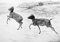 Ricostruzione di Thoatherium