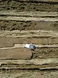 Sequenza di strati torbiditici prossimali, con spessore discontinuo lateralmente e gradazione normale alla base e laminazioni parallele verso l'alto (intervalli A-B), alternati ad argille e silt. San Diego, California