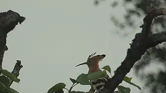 Upupa epops poggiata su un ciliegio.