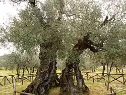 Olivo di Sant'Emiliano a Bovara