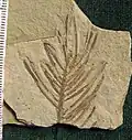 Abies milleri (Abete dell'Eocene)