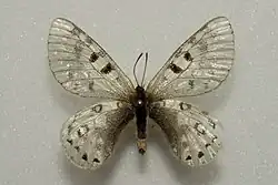Parnassius acco