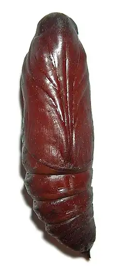 Crisalide anoica di Acherontia atropos